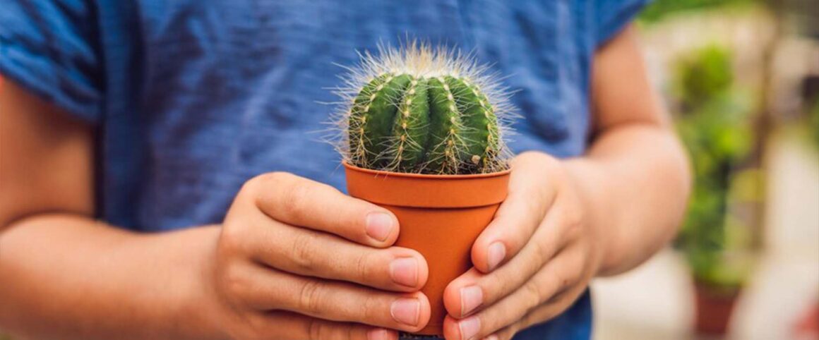 Abrazando el Cactus Abrazando el Cactus